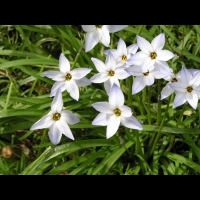Crepis vesicaria subsp Stellata (fam. Asteracees) (Rg mediterraneennes) (3)